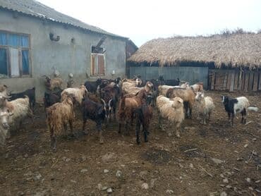 cucə yem qabı: Keçilər satilir — 6