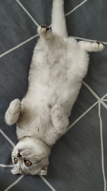 ВАЗ (ЛАДА): Шиншилла, Самец, Для вязки — 4