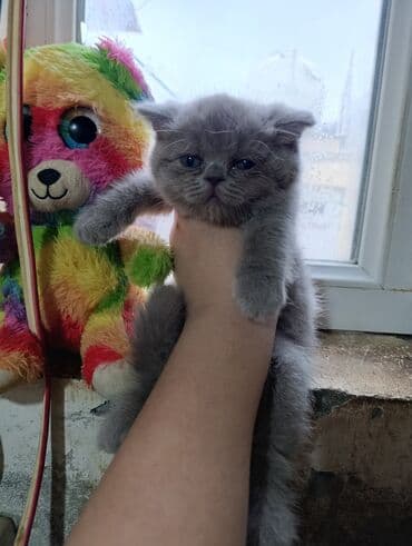 balaca pisikler: Şotland, Erkək, Ödənişli çatdırılma — 2