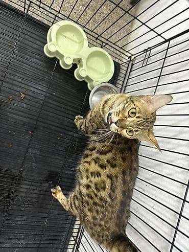 ev pisiyi satisi: Benqal, Erkək, Dişi — 4