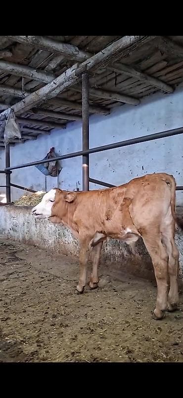 Mal-qara: Simmental cinsinə yaxın, açıq qəhvəyi rəngli, ağ üzlü dana. - — 9