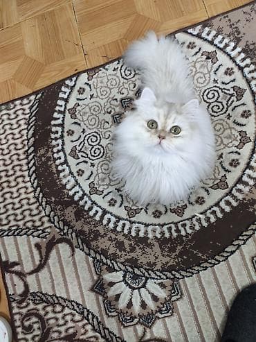 pişik paltarları: Şinşilla — 3