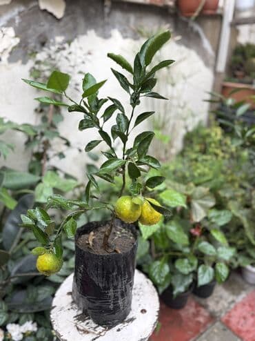 sumax ağacı: Çatdırılma şamaxinka — 3