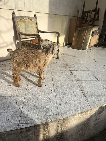 Hinduşkalar: Hələp cinsidə var orjinal saninlərdə var yerri cinslərdə var bir — 3