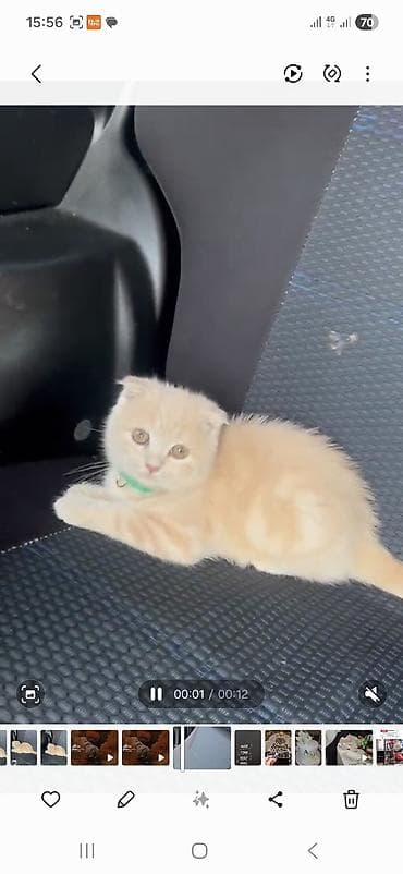 mingəcevir pişik: Şotland yastı qulaq — 1