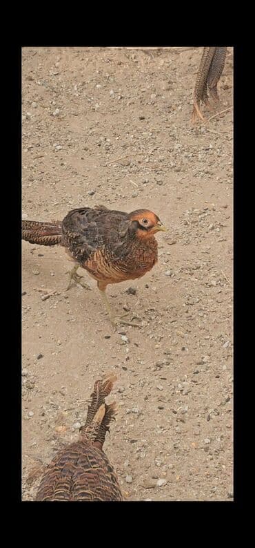 Gizili girgovul ərkəyi satilir gimət birinə ayiri lalafo.az -da Gizili girgovul ərkəyi satilir gimət birinə ayiri