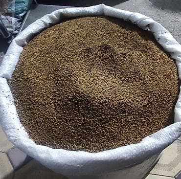 Pişiklər: Salam əziz əkinçilər sizləri yerli və maqnitdən çıxma yonca toxumu — 2