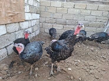 saanen kecisi qiymeti: Satış üçün hinduşka sürüsü - Növ: Qara rəngli, naxışlı lələklərə — 6