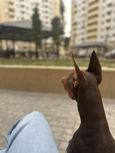 it pisik sekilleri: Doberman, 6 ay, Erkek, Peyvəndli, Ünvandan götürmə — 2