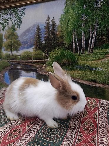 BMW: Dovşan Ag kariçni Yarı cırtdan çox gözəl Sort dovşandı. Şəkillərdə — 3