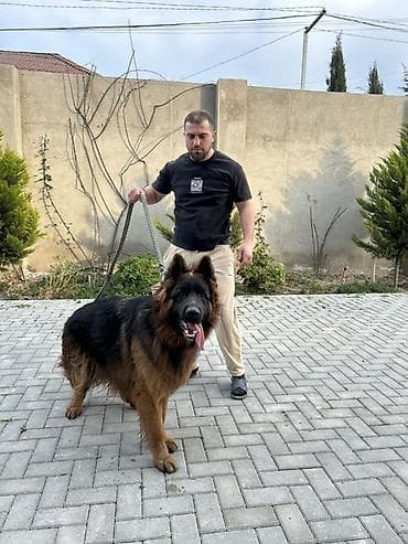 Pişiklər: Alman çoban iti, Erkek — 2