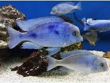 it bazari hardadi: Cixlid balığı, Yırtıcı, Pulsuz çatdırılma — 2