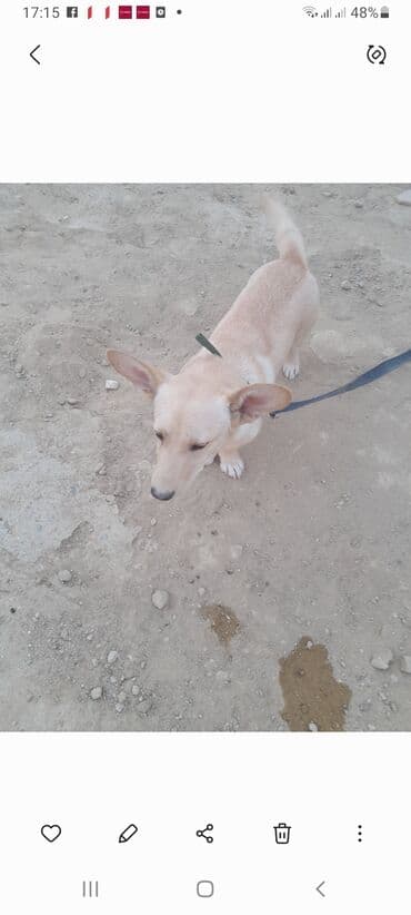 собака отдам в хорошие руки: 2 года, Самец, Самовывоз — 6