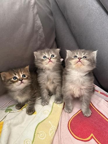 pisik geyimleri: Şotland, Erkək, Dişi, Yaxşı əllərə, Ünvandan götürmə, Pulsuz çatdırılma, Ödənişli çatdırılma — 5