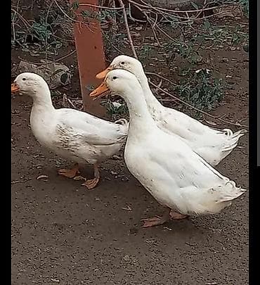 pitbull qiymeti: 24 ördək 20 fere 4 erkək hal hazırda yumurtayirlar qiymət 12 manat — 1