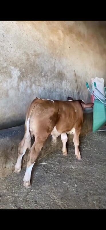 simmental ineklerin satisi: Satışda – sağlam, ətlik istiqamətli dana. Xüsusiyyətlər: - Cins tipi — 3