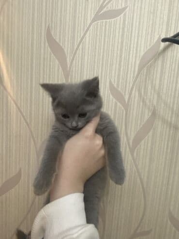 pişik sahiblendirme: 🐾 Britan Blue balaları satışdadır! Ev şəraitində böyüdülmüş, çox sakit — 3
