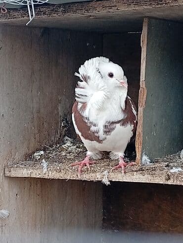 Aş qazanı: Salam Yakabinler tecli satlir raynda diye baxa bilmirem ucuz verem — 3