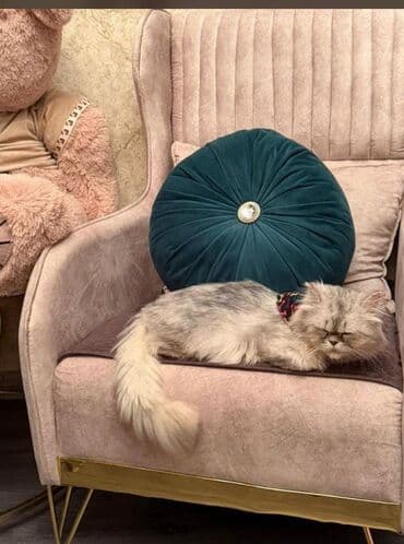 pişiy cinsləri: Britan — 1