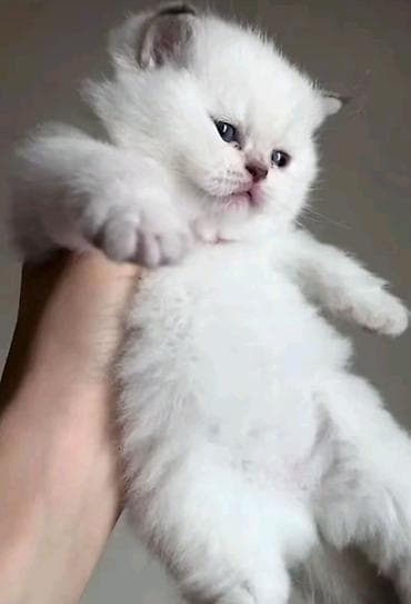 cat: Qızıl şinşilla, Erkək, Yaxşı əllərə, Ünvandan götürmə, Ödənişli çatdırılma — 1