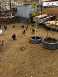 Inəklər, öküzlər: Toyuq, Yumurtalıq, Ünvandan götürmə — 4