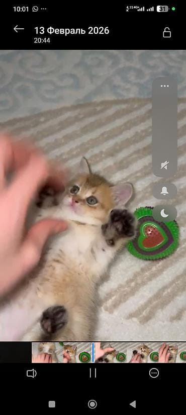 Digər heyvanlar: Qızıl şinşilla, Erkək — 2