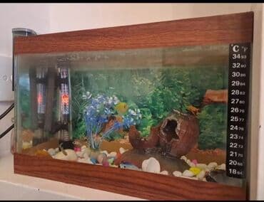 продажа аквариумных рыбок: Boş, 7 l, Pulsuz çatdırılma — 3