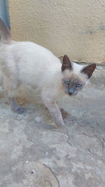 сиамская вислоухая кошка цена: Siam, Yaxşı əllərə — 3