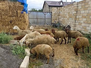 heyvan ve insan seksi: 1 rinci qarına qoyunlar satılır 12 başdı obşi 1 erkek toglu 2 ədədi — 7