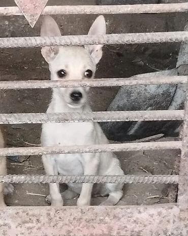 inek satislari: Salam gördünüz 3 aylıq Zavanok balası satılır Tam sağlam səliqəli ve — 1