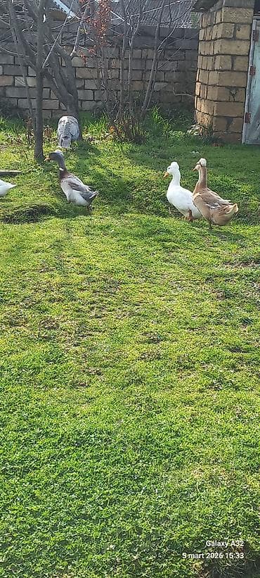 Salam.Şəkildə gördüyünüz kəkilli ördəklərin təzə,mayalı yumurtası — 2