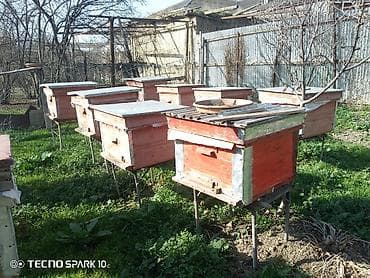 Gəmiricilər: Arı yeşikləri və arıçılıq avadanlıqları - Hədəf: kiçik və orta ölçülü — 4