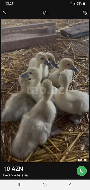 Lavanda balaları – ördək cücələri Məhsul təsviri: - Şəkillərdə olan