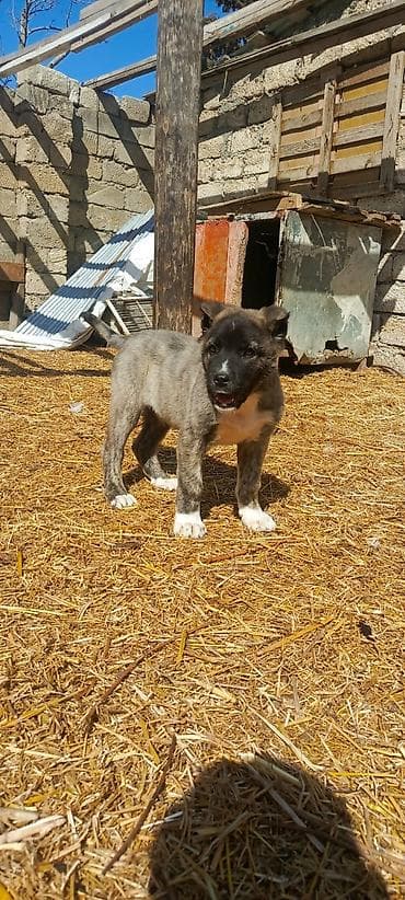 sibir itleri: Kanqal, 2 ay, Erkek, Peyvəndli, Ünvandan götürmə — 4