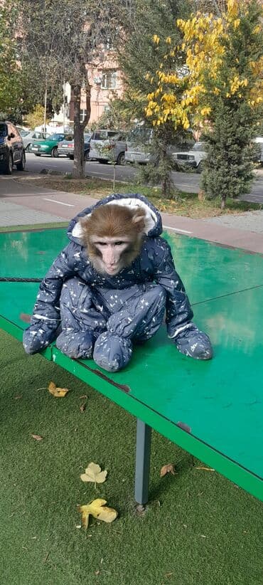 животные в добрые руки: Tayson adlı meymun satılır. Ağıllışirindi. Kim isdəsə yazsın — 1