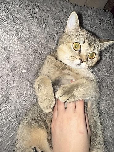 Gəmiricilər: Britan, Dişi, Yaxşı əllərə — 4