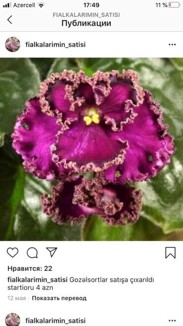 alp bənövşəsi: Fialka startiorlari 4 azn — 8