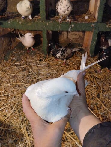 goyərcin uzukləri: Ag çəp maya — 1