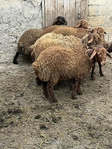 yerli keci: Qoyun sürüsü – 8 baş - Cins: ehtimalən yerli qaragül/yağılı tipli — 5