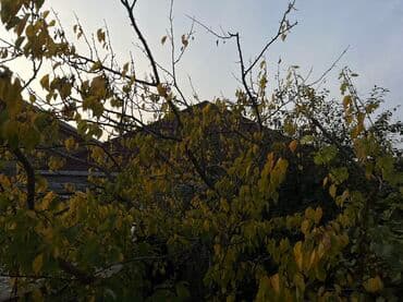 neftcilər ev: 4 otaqlı, 250 kv. m, Kredit yoxdur, Yeni təmirli — 4