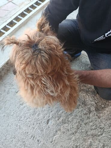 Pudel, 8 ay, Erkek, Peyvəndli, Pulsuz çatdırılma