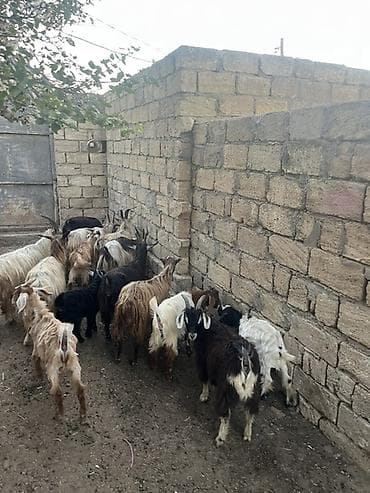 heyvan yemi: Qoyun-qoç təsərrüfatı üçün xırdabuynuzlu heyvan sürüsü - Növ: Keçi — 6