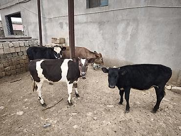 Dana, buzov, Dişi, Holsteyn, Simental, ay: 1, Damazlıq, Südlük, Ünvandan götürmə, Ödənişli çatdırılma