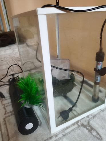 qoyun satisi 2024: Dördbucaq akvarium, Boş, 40 l, Ödənişli çatdırılma — 2