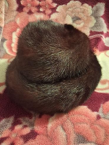 kişi qış geyimleri: Norka, xəz papaq, İşlənmiş, rəng - Qəhvəyi — 1