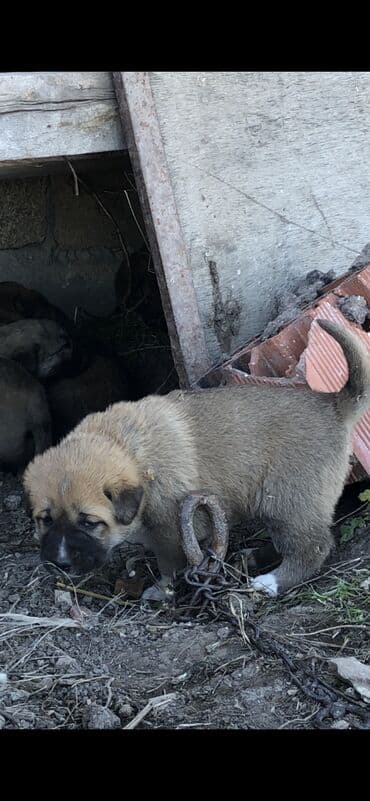 Qurdbasar, 1 ay, Dişi — 5