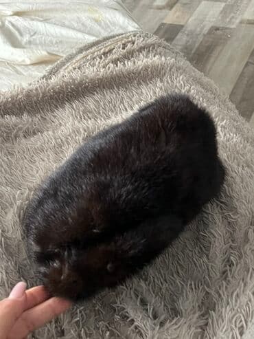 детские шерстяные шапки: Tünd qəhvəyi rəngli təbii xəz papaq - Material: yumşaq, qısa tüklü — 3