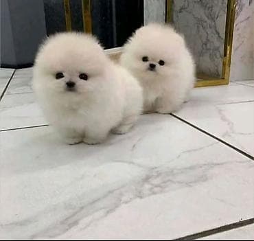 Şpitz, 2 ay, Sənədli