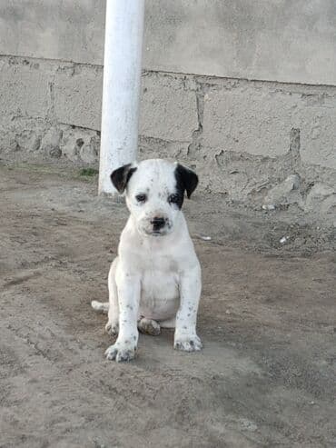 Gəmiricilər: Dalmatin — 1