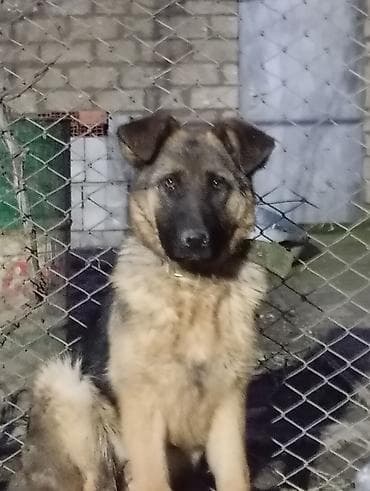 Alman çoban iti lalafo.az -da Alman çoban iti